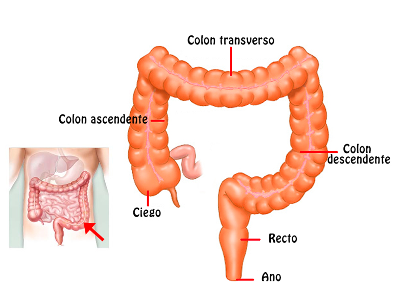 Resultado de imagen de intestino grueso