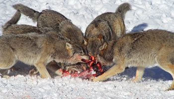 http://www.paxala.com/media/mundo-animal/lobos-comiendo.jpg