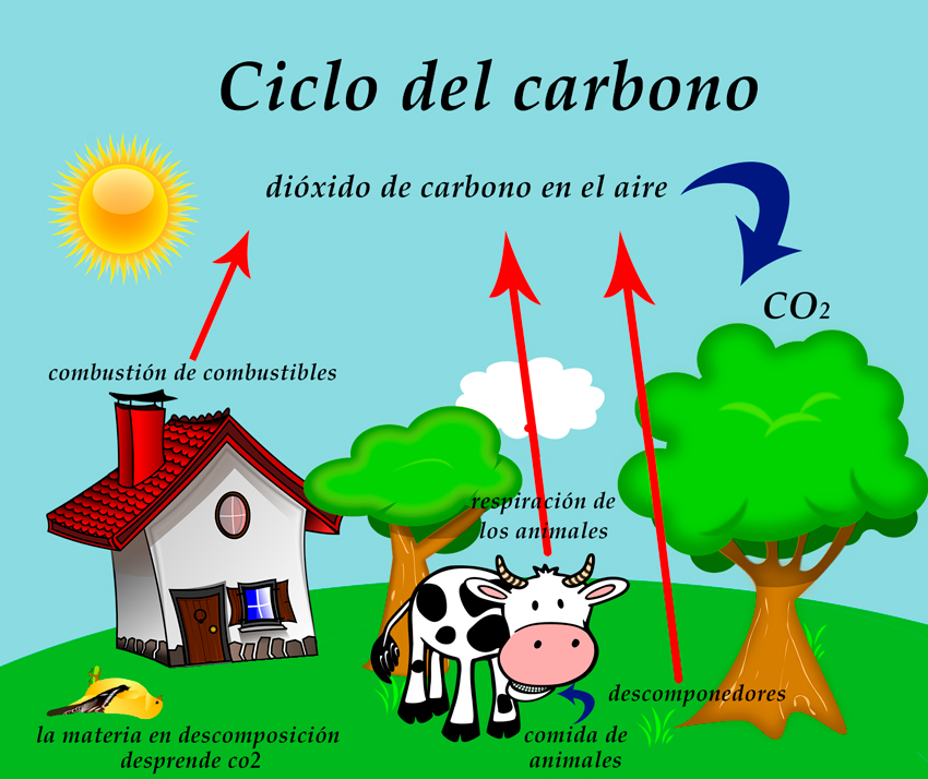 Resultado de imagen para ciclos del carbono