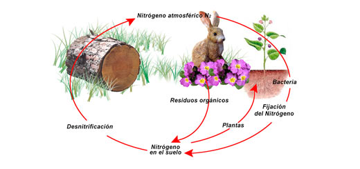 Resumen del Ciclo del Nitrógeno etapas e importancia
