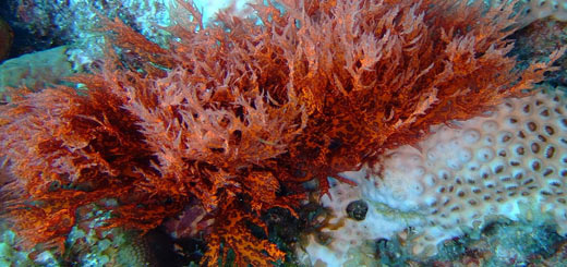 ejemplos organismos autótrofos - alga roja ejemplos organismos autótrofos - alga roja