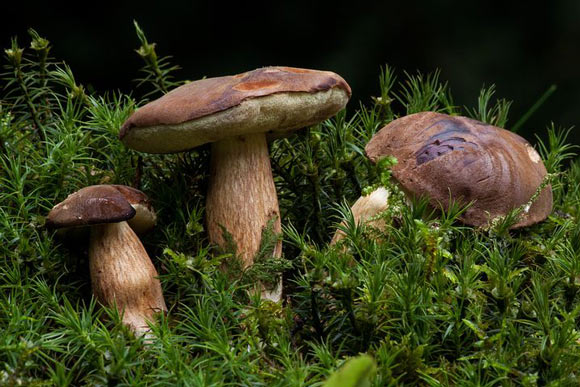 ejemplos reino fungi - boleto-bayo ejemplos reino fungi - boleto-bayo