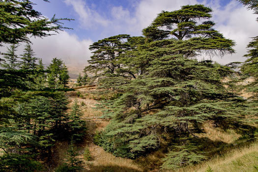 ejemplos reino vegetal - cedro ejemplos reino vegetal - cedro