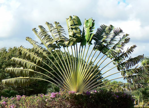 ejemplos reino vegetal - el árbol del viajero ejemplos reino vegetal - el árbol del viajero