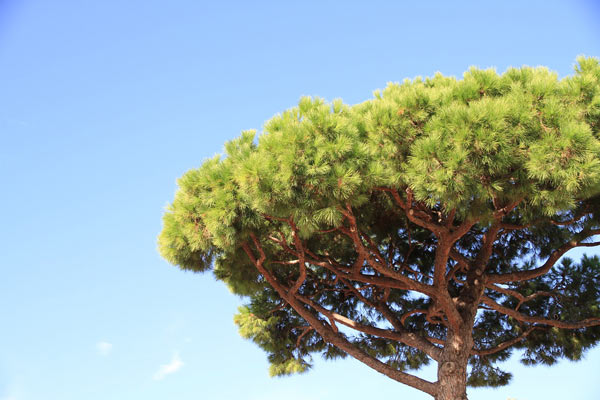 ejemplos reino vegetal - pino piñonero ejemplos reino vegetal - pino piñonero