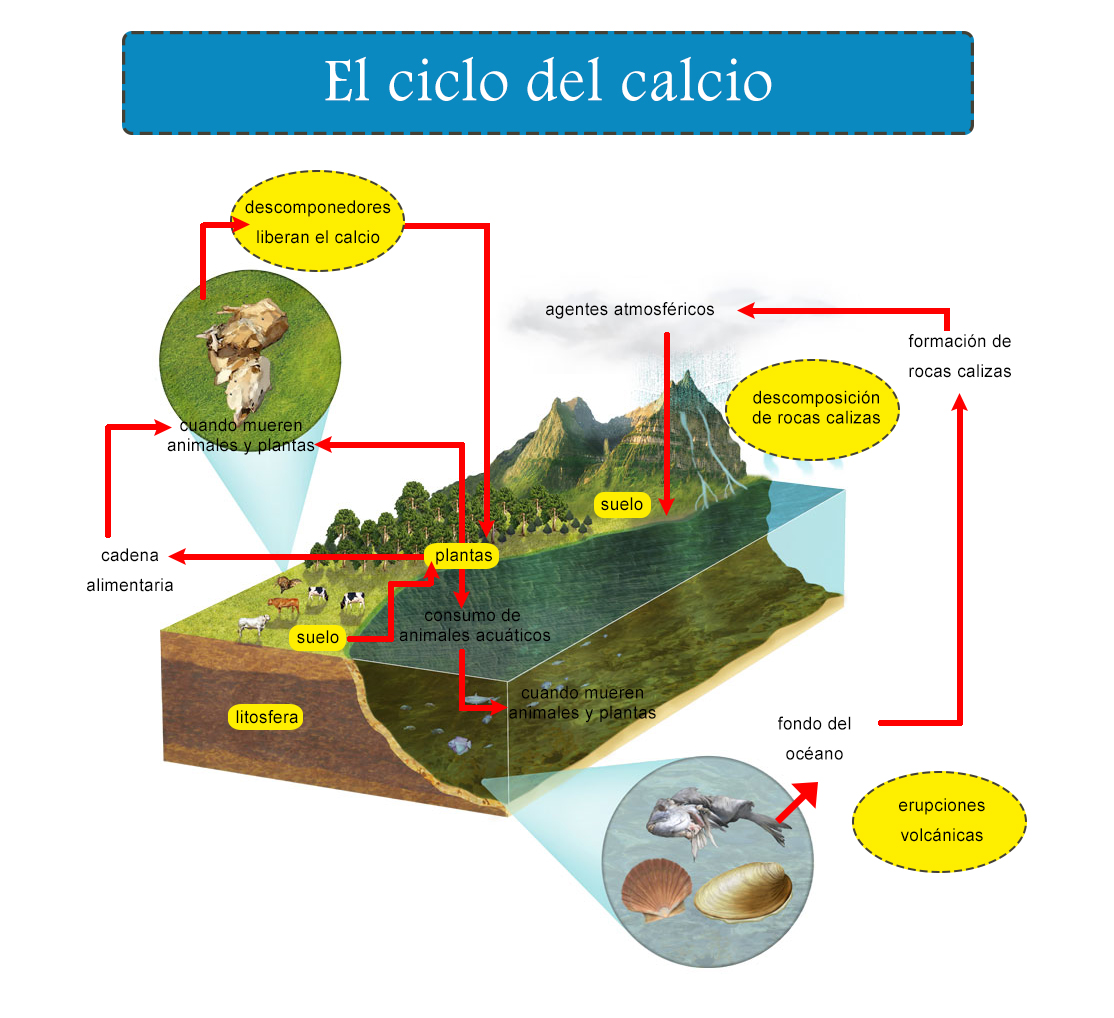 Resumen Del Ciclo De Calcio Etapas E Importancia