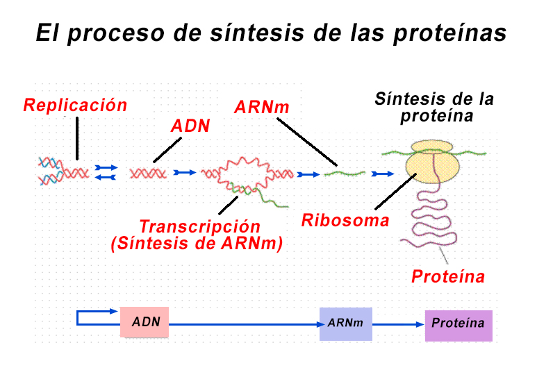 Resultado de imagen de sintesis de proteinas