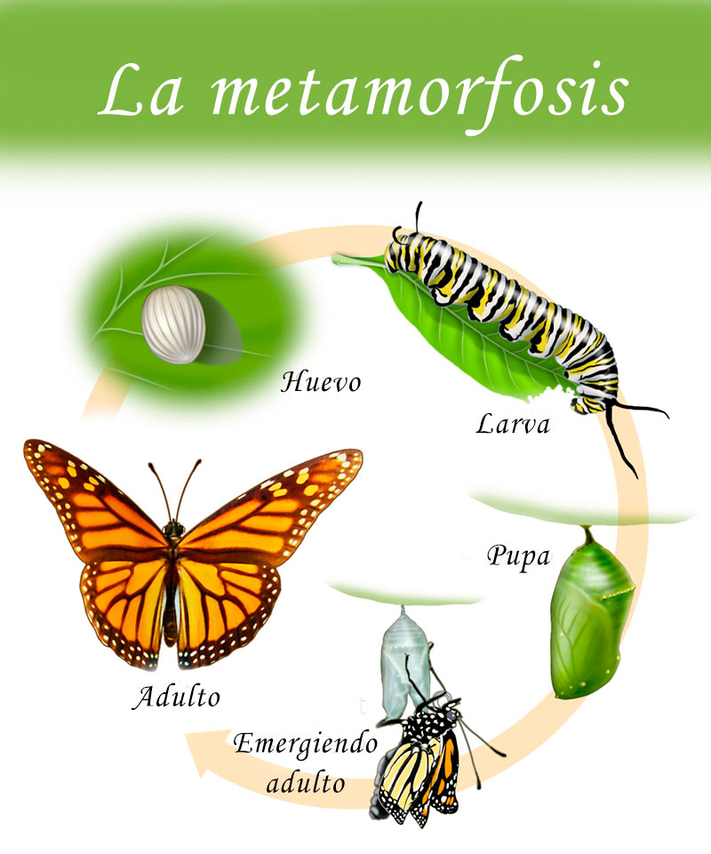 Resultado de imagen de metamorfosis insectos