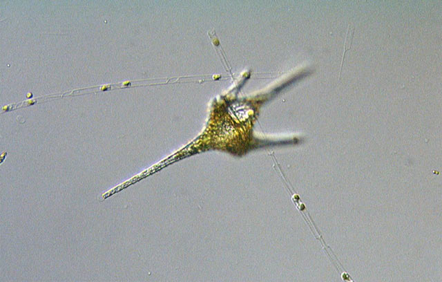 reino protista - algas - dinophytae reino protista - algas - dinophytae