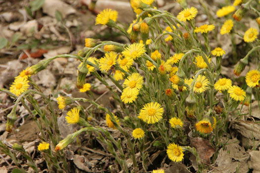 reino vegetal - angiospermas reino vegetal - angiospermas