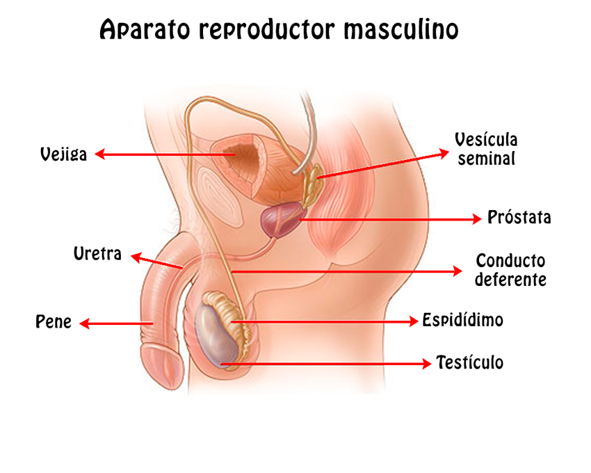 Resumen del Aparato Reproductor Masculino órganos