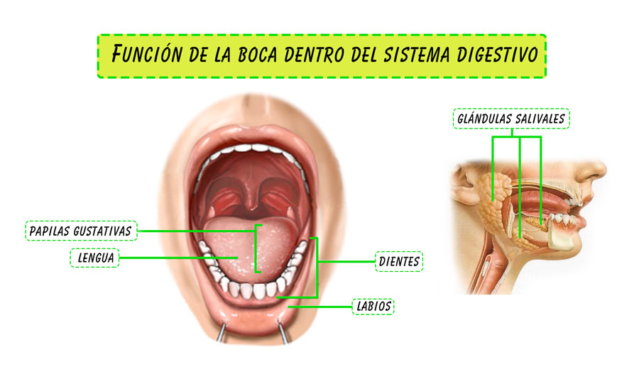 Resultado de imagen para sistema digestivo