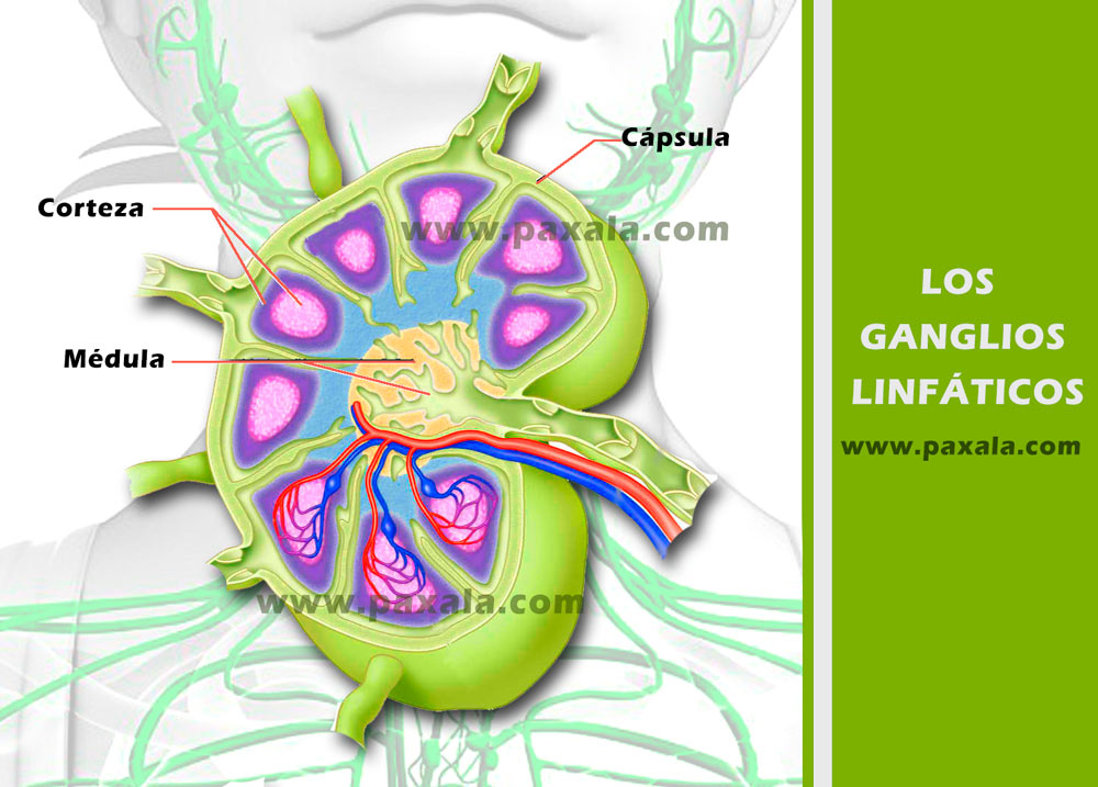 O Que é Gânglios Linfáticos Modisedu