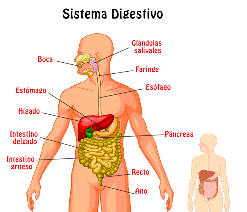 Resultado de imagen de APARATO DIGESTIVO