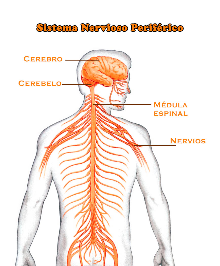 El Sistema Nervioso Periférico: función, partes, estructura, nervios