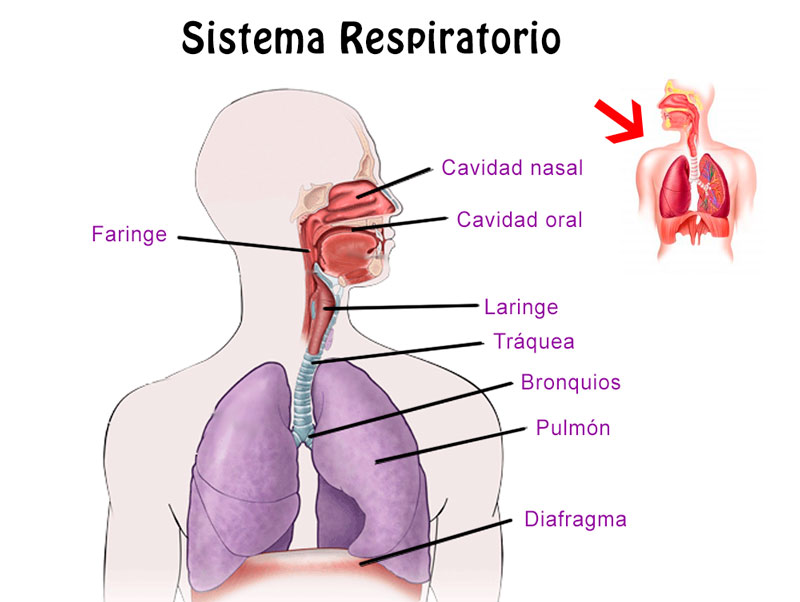 Como funciona el aparato respiratorio