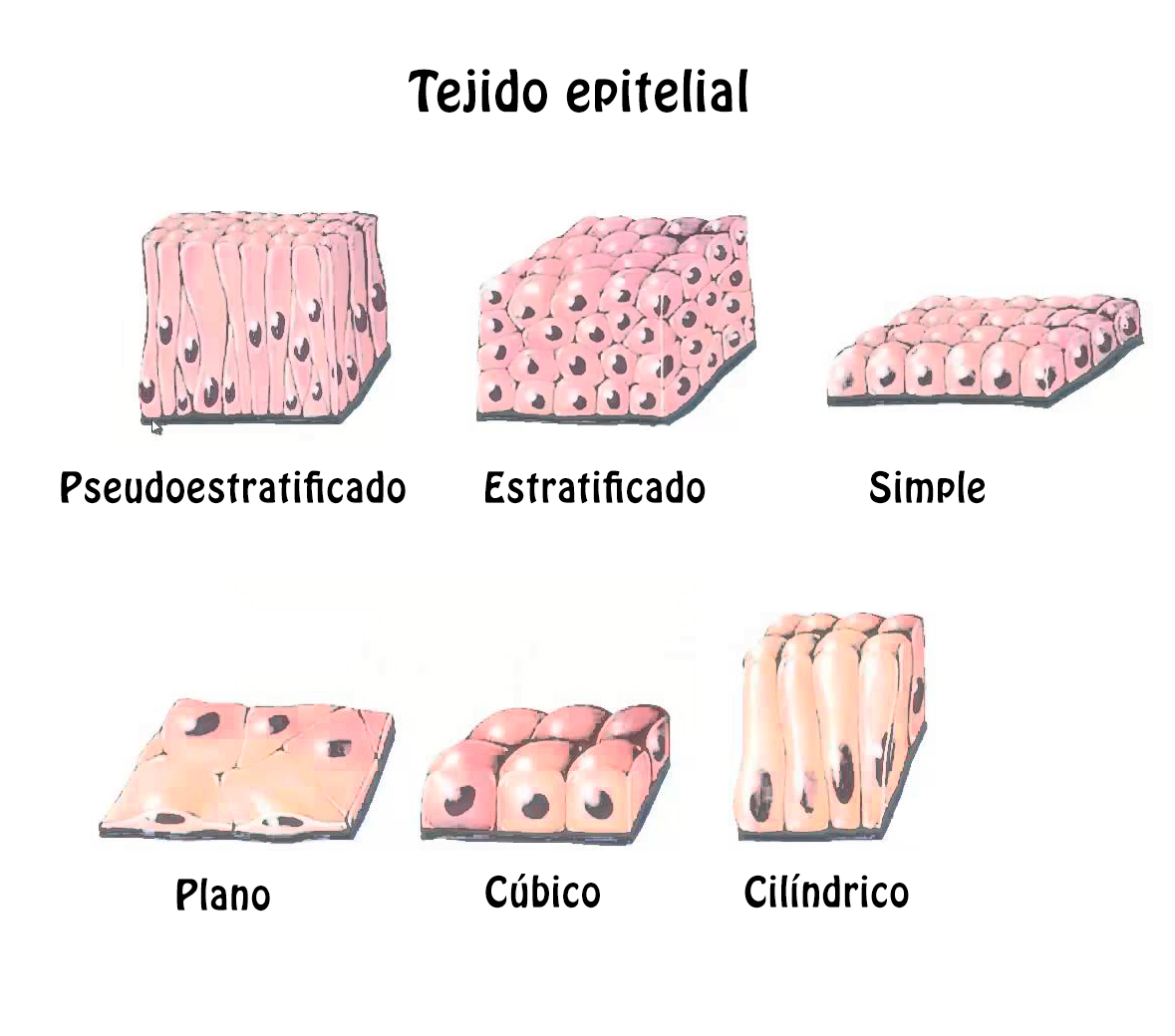 Resultado de imagen para tejido epitelial