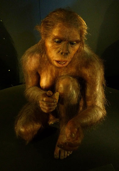 el origen del hombre - homo habilis el origen del hombre - homo habilis