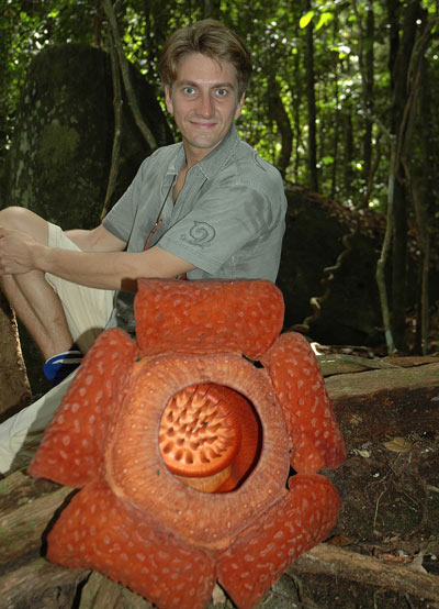 curiosidades de la naturaleza rafflesia