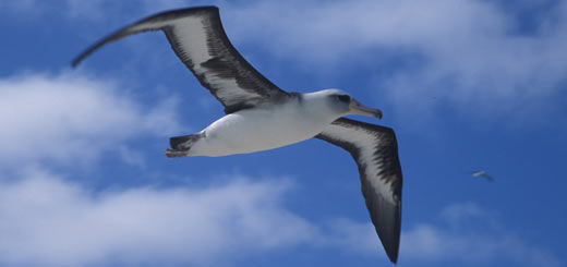 albatro de laysan albatro de laysan
