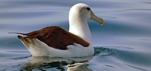 albatros ojeroso albatro ojeroso
