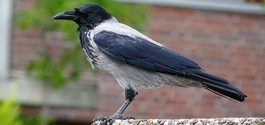 Cuervo encapuchado - Corvus cornix Cuervo encapuchado - Corvus cornix