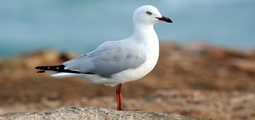 gaviota pico rojo gaviota pico rojo