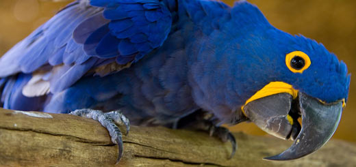 Guacamaya azul guacamayo anodorhynchus hyacinthinus
