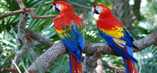 Guacamaya roja guacamayo ara macao