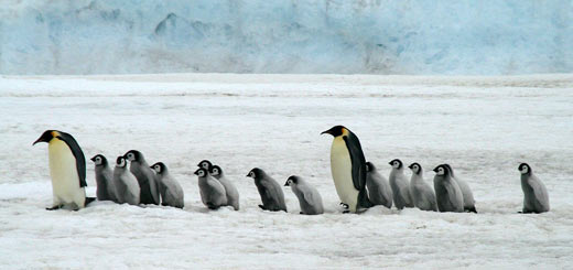 pingüino emperador pingüino emperador