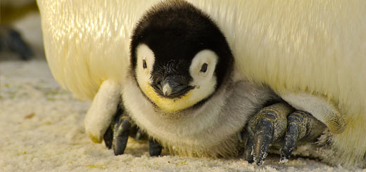 pingüino emperador cría pingüino emperador cría