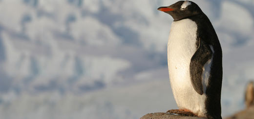 pingüino juanito