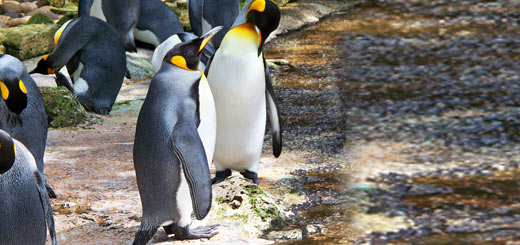 pingüino rey pingüino rey