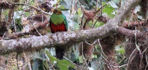 quetzal cabeza dorada quetzal cabeza dorada