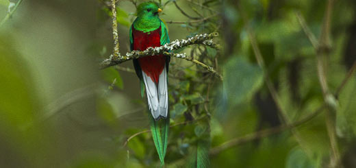 quetzal centroamericano quetzal centroamericano