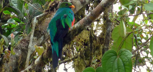 quetzal de cola negra