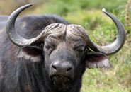 Animales con cuernos Animales con cuernos