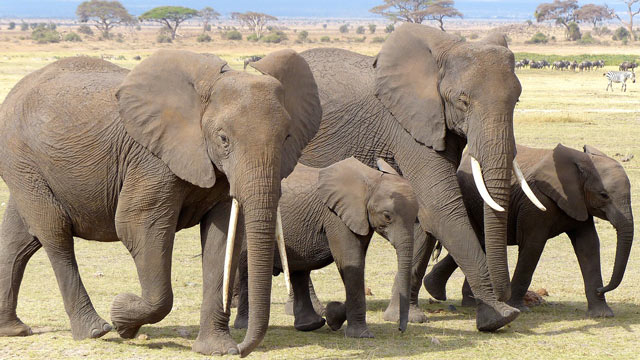 Elefante africano Elefante africano
