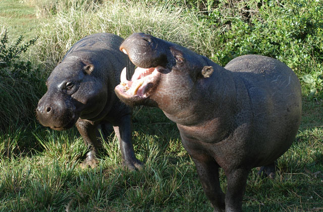hipopótamo pigmeo
