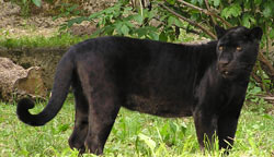 Características de la Pantera Negra: Hábitat, Información, Alimentación Características de la Pantera Negra: Hábitat, Información, Alimentación