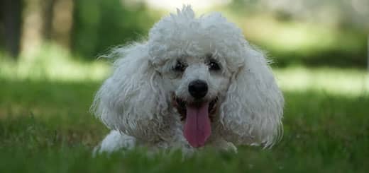 Caracteristicas De La Raza De Perros French Poodle O Caniche Caracteristicas De La Raza De Perros French Poodle O Caniche